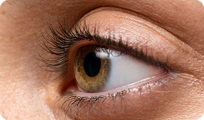 Cornea & Keratoconus